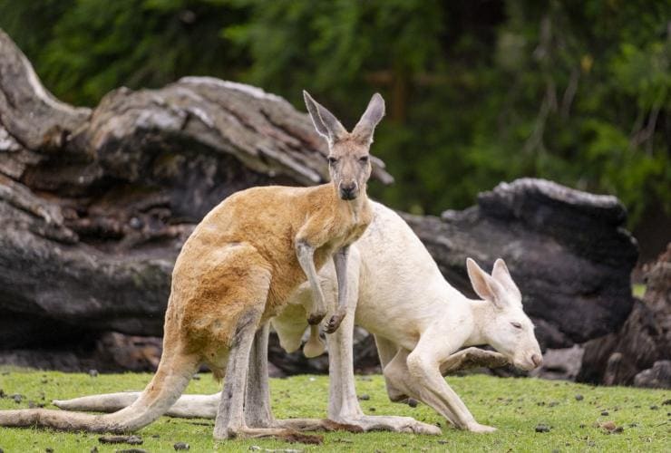 Caversham Wildlife Park, Perth, WA © Tourism Australia