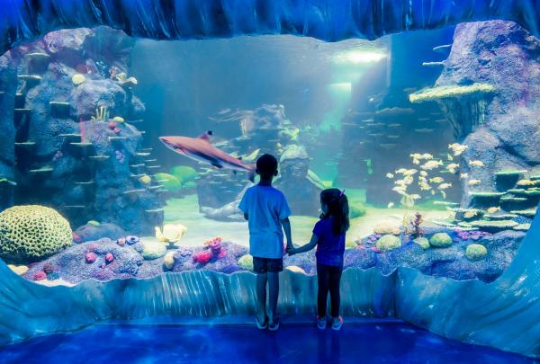 Two children holding hands while peering into a large glass aquarium filled with reef sharks and fish at SEALIFE Sydney Aquarium, Sydney, New South Wales © SEALIFE Sydney Aquarium