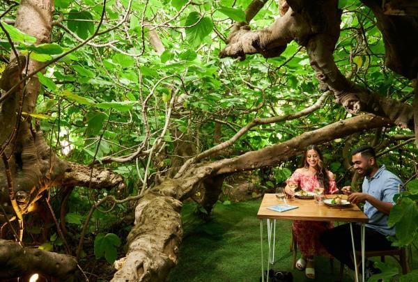 Gastronomo The Enchanted Fig Tree, Kangaroo Island, South Australia © South Australian Tourism Commission