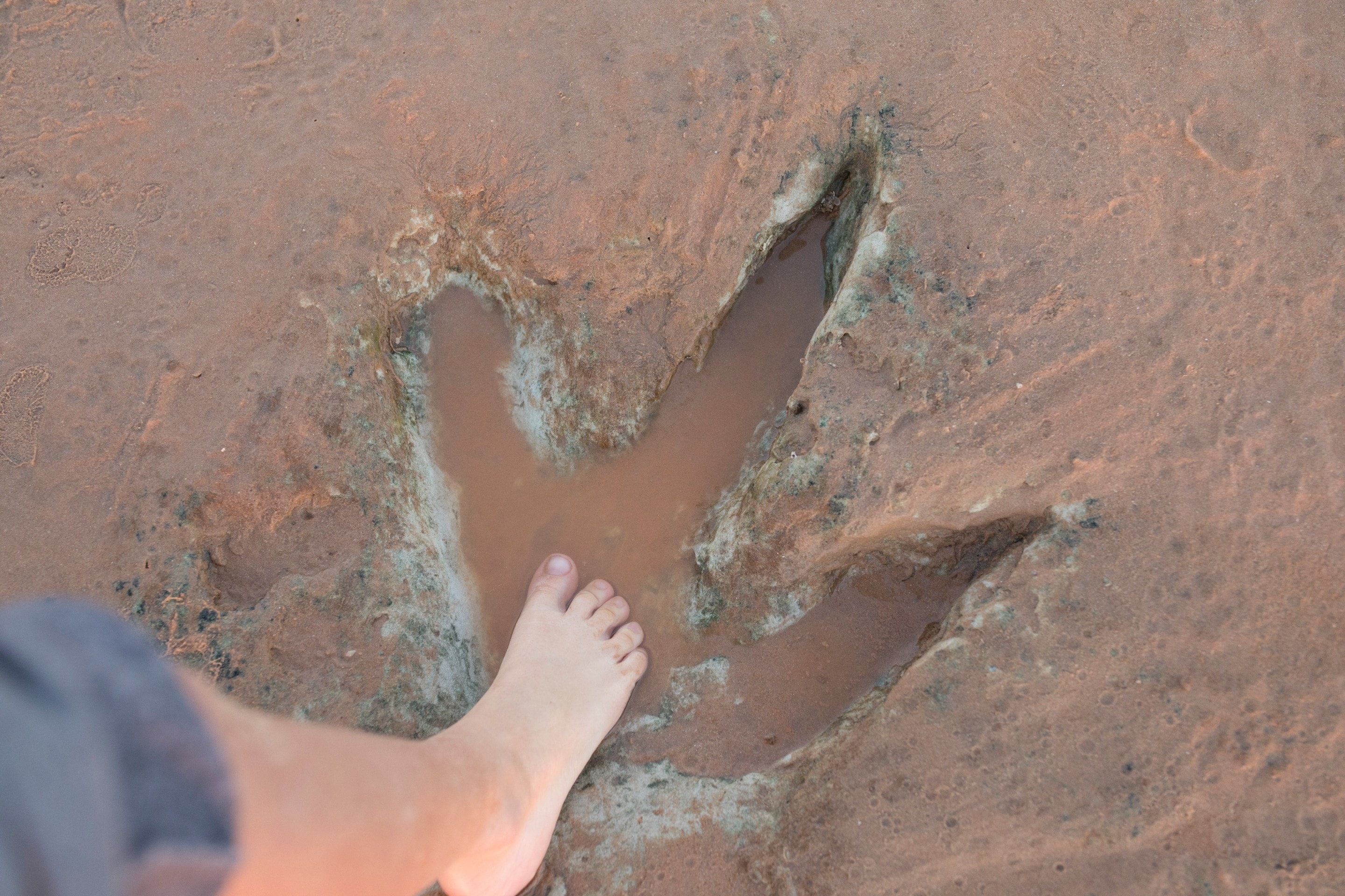 Dinosaur footprints, Broome, WA © Australia's North West Tourism