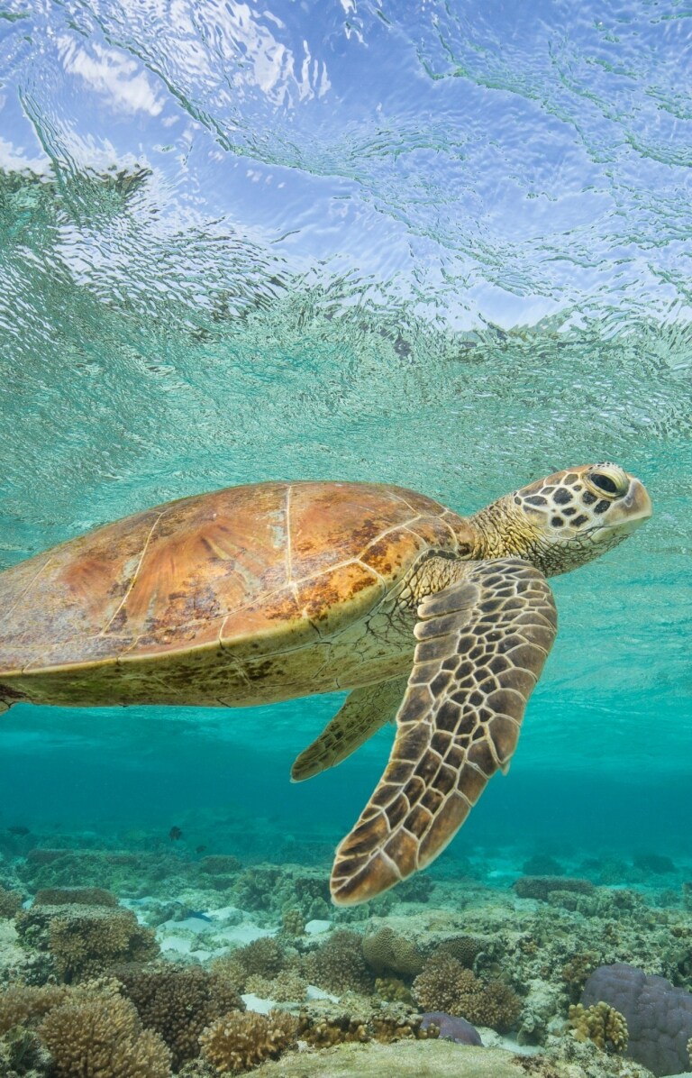 Turtle swims above reef off the coast of Lady Elliot Island © Sean Scott Photography