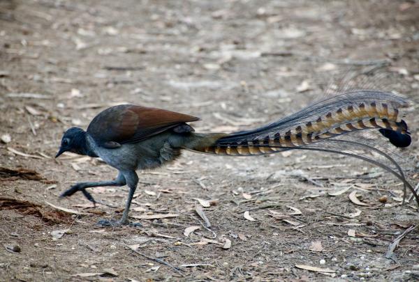 A bird with brown and grey feathers on its body and a long, striped feather tail walking on the ground during a tour with Sydney Bespoke Tours, Sydney, New South Wales © Sydney Bespoke Tours / Australian Wildlife Journeys