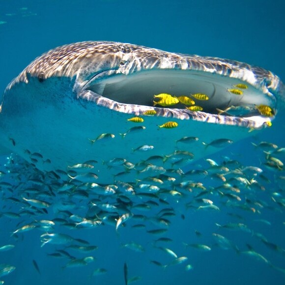 A whale shark in the waters of Ningaloo Reef © Luxury Lodges of Australia