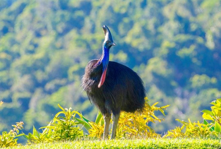 A Southern Cassowary in Daintree National Park © FNQ Nature Tours