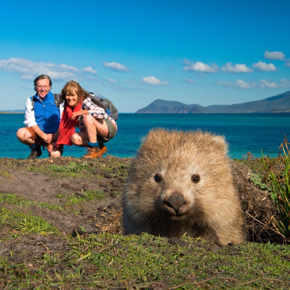 Hikers pose with a wombat along the Maria Island Walk © The Maria Island Walk