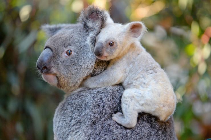White koala joey with mum Tia at Australia Zoo in Beerwah in Queensland © Ben Beaden / Australia Zoo