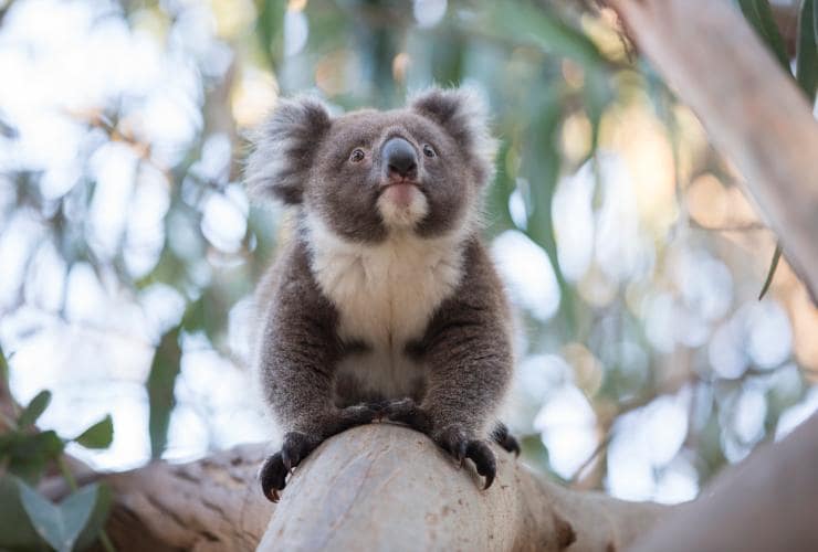 Koala, Hanson Bay Sanctuary, Kangaroo Island, SA © Tourism Australia