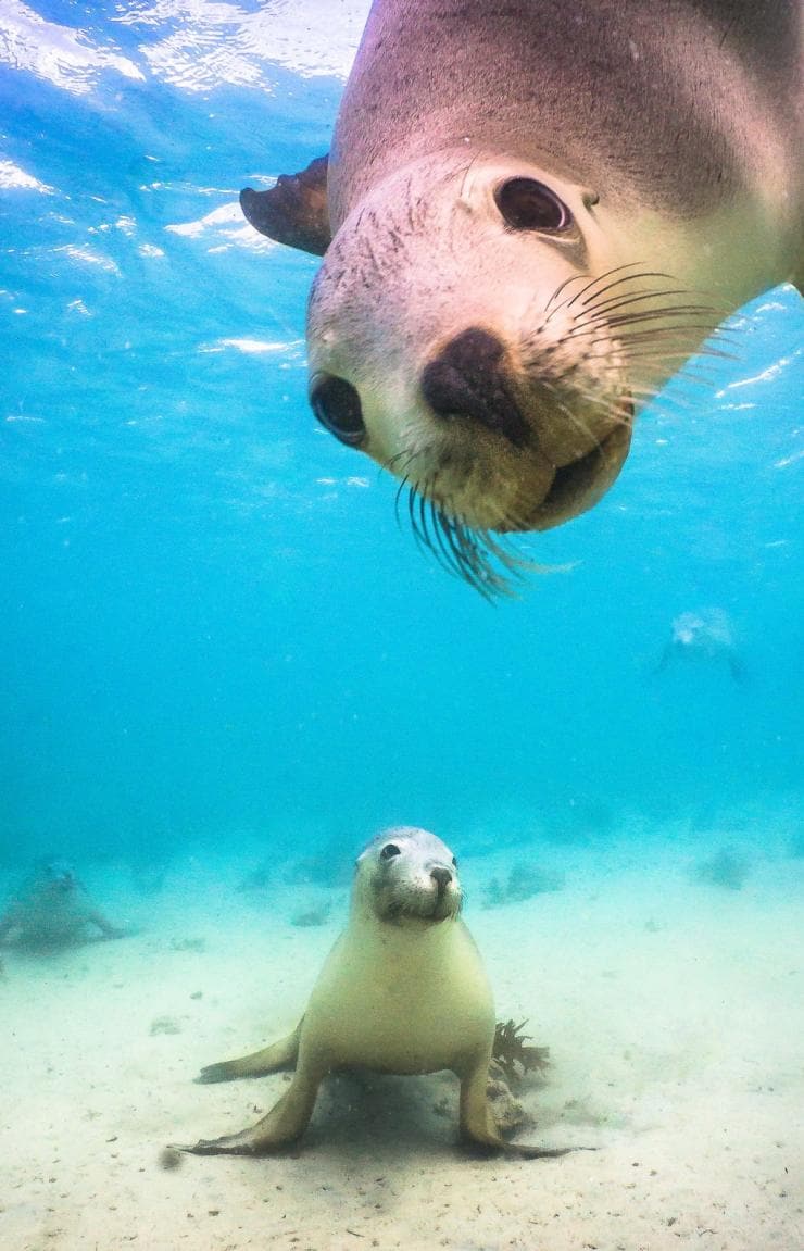 Two sea lions looking towards a camera underwater, Baird Bay, Eyre Peninsula, South Australia © Tourism Australia