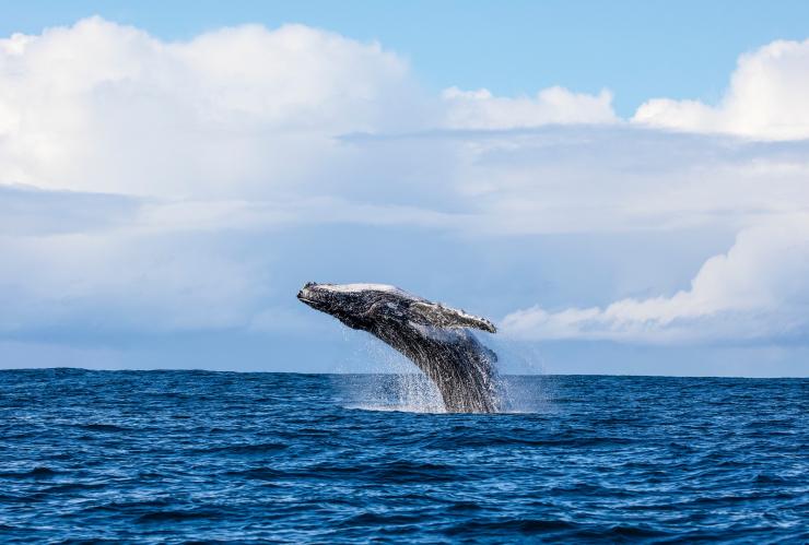 Whale watching, Jervis Bay, NSW © Jordan Robins
