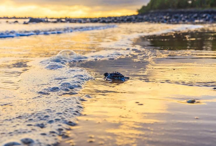 Turtle, Mon Repos, QLD © Jewels Lynch/Tourism and Events Queensland
