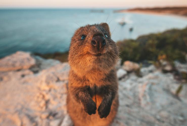 A small, brown quokka smiling up at the camera while standing on a rocky ledge with the ocean in the background during sunset on Rottnest Island, Western Australia © James Vodicka/Tourism Western Australia