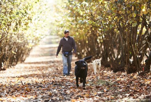 Hunting for truffles, The Truffle & Wine Co., Manjimup, WA © Tourism Western Australia