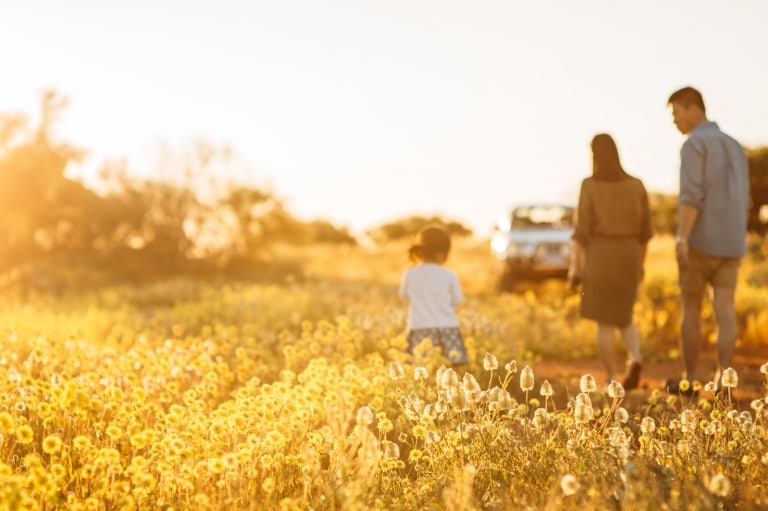   Wildflowers, near Hamelin Pool, WA © Tourism Western Australia