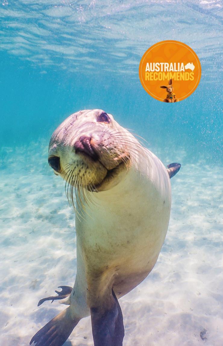 Swimming with sea lions, Baird Bay, Eyre Peninsula, SA © South Australian Tourism Commission