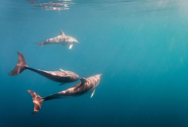 Dolphins swimming underwater, Adelaide, South Australia © Mish and Kirk