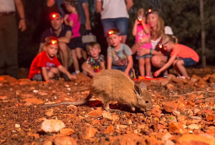 Nocturnal Tour at the Alice Springs Desert Park, Alice Springs, Northern Territory © Alice Springs Desert Park