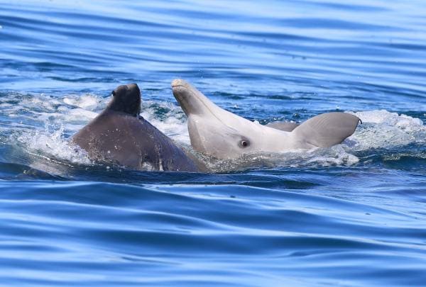 Dolphin Research Expeditions, Moreton Bay, QLD © Dolphin Research Australia