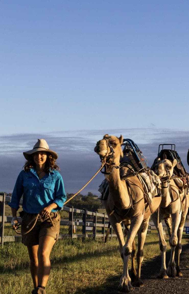 Tour guide leading camels ridden by two people, Summer Land Camels, Harrisville, Queensland © Tourism Australia