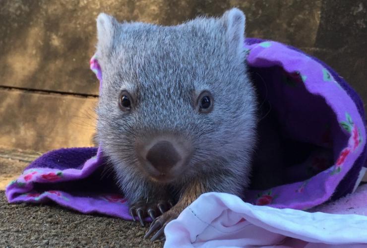 Wombat, Bonorong Wildlife Sanctuary, TAS © Tourism Australia