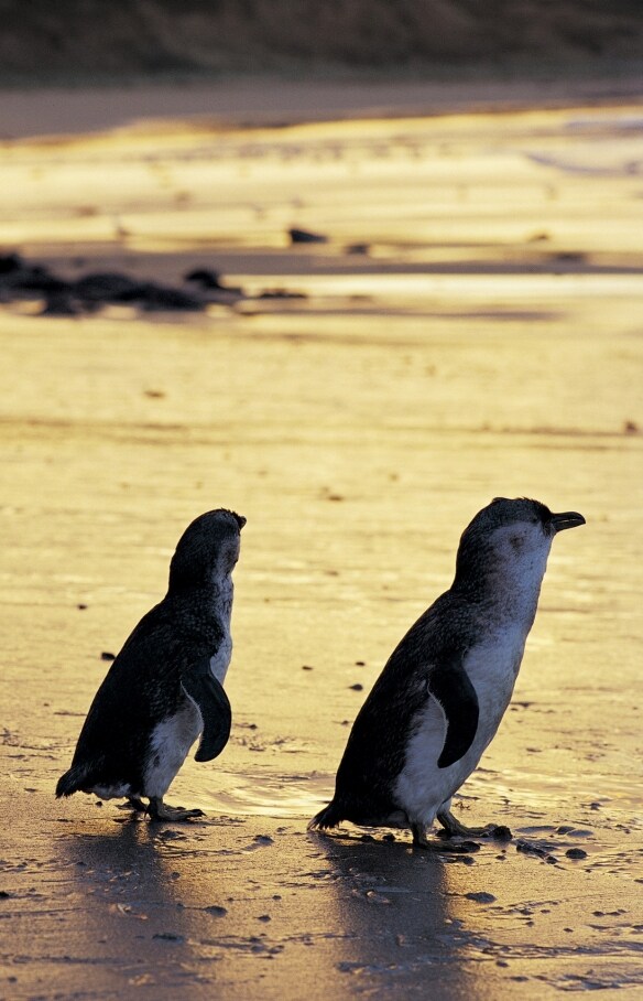 Little penguins, Phillip Island Nature Park, VIC © Phillip Island Nature Park