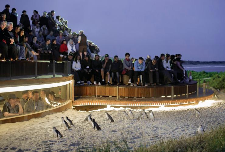 Penguin Parade, Phillip Island, VIC© Phillip Island Nature Parks
