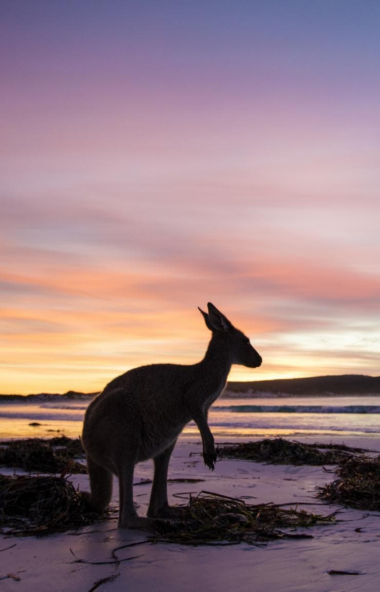 Kangaroo, Lucky Bay, Cape Le Grand National Park, WA © Tourism Western Australia