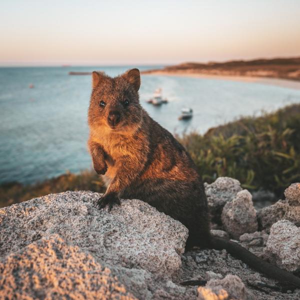 Quokka, Rottnest Island, WA © James Vodicka