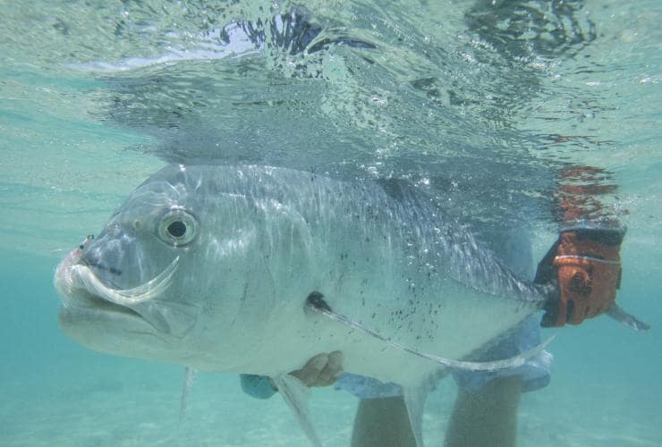 Giant trevally, QLD © Peter Morse