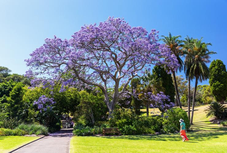 Royal Botanic Gardens, Sydney, NSW © Destination New South Wales