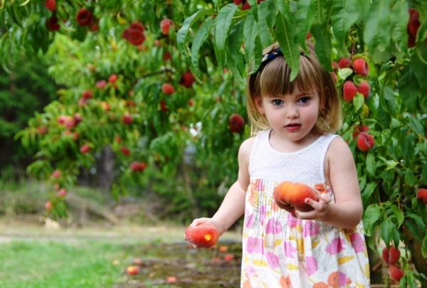 Rayners Orchard, Yarra Valley, VIC © Visit Victoria