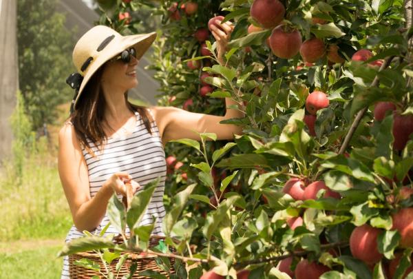Glenbernie Orchard, Darkes Forest, NSW © Dee Kramer Photography