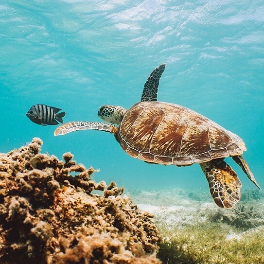 Turtle swimming next to reef near Lizard Island © Tourism Australia