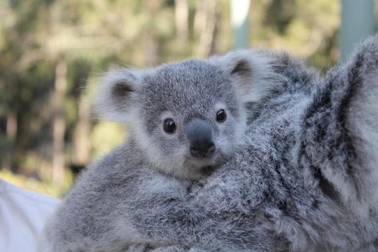 Koala, Great Ocean Road, VIC © Tourism Australia