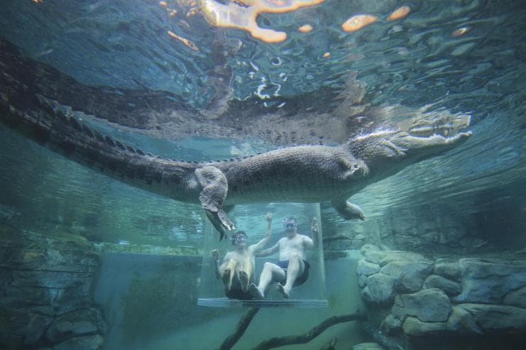 Crocodile, Crocosaurus Cove, Darwin, NT © Tourism Australia