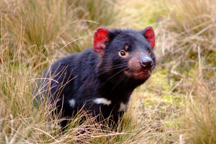 Tasmanian Devil, TAS © Tourism Australia 