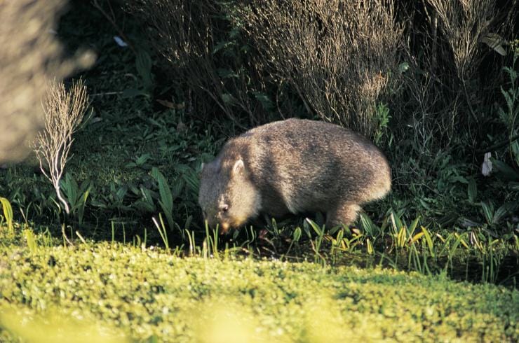 Wombat, Wilsons Promontory, VIC © VisitVictoria