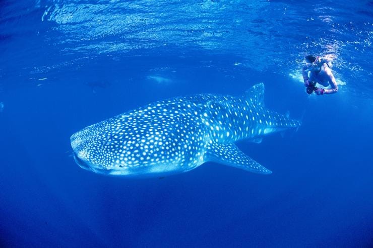 Whale shark, Ningaloo Reef, WA © Tourism Australia