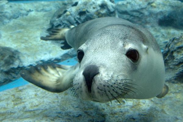 Sea lion, Port Lincoln, SA © Calypso Star Charters