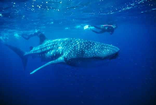 Whale Shark, Ningaloo Reef, WA © Tourism Western Australia