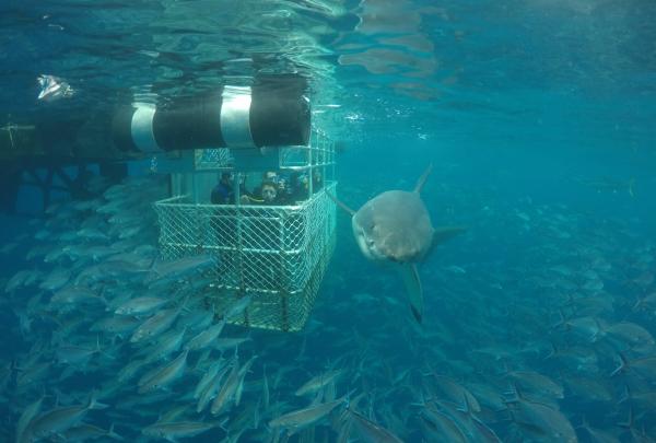 Cage diving, Port Lincoln, SA. © Tourism Australia
