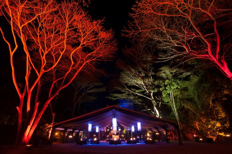 Flames of the Forest, Cairns, QLD © Tourism Australia