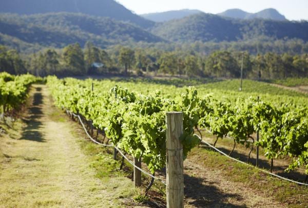 Hunter Valley, NSW © Tourism Australia