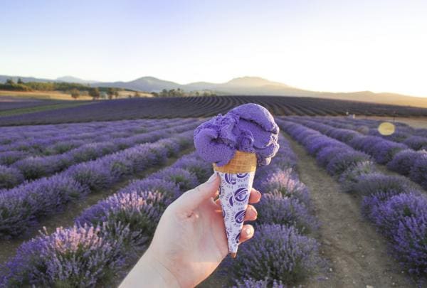 Bridestowe Lavender Estate, Nabowla, TAS © Bridestowe Lavender Estate