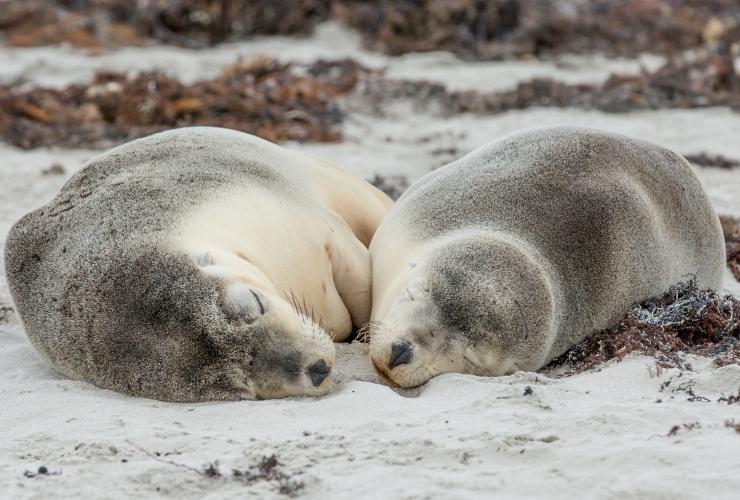 Seal Bay Conservation Park, Kangaroo Island, SA. © Tourism Australia