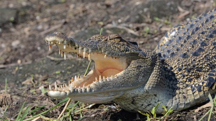 Saltwater crocodile, Lords Kakadu & Arnhemland Safaris, Kakadu National Park NT © Lords Kakadu & Arnhemland Safaris