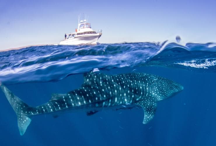 A whale shark in the waters of Ningaloo Marine Park © Exmouth Dive and Whalesharks Ningaloo
