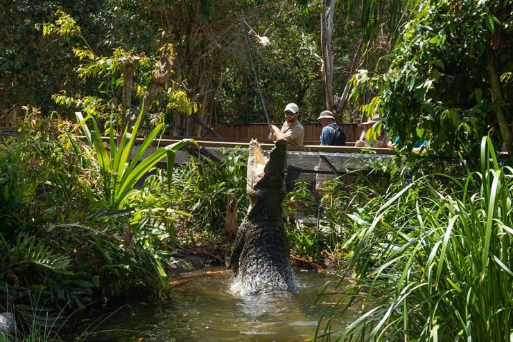 Crocodile jumps out of the water at Hartley's Creek Crocodile Adventures in Queensland © Tourism Australia