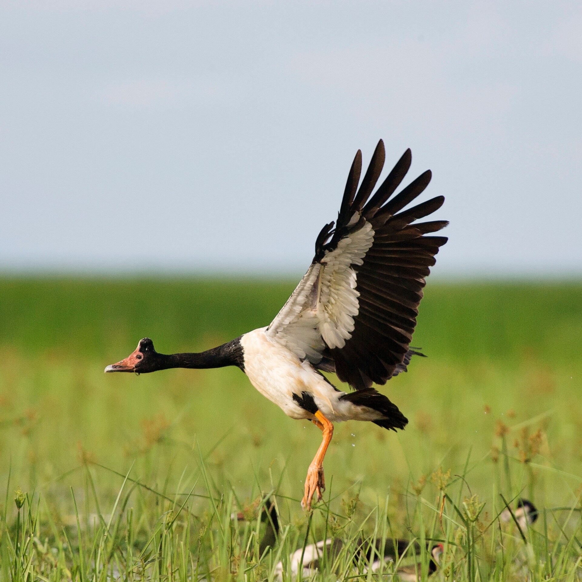 A magpie goose flying above wetlands in Bamurru Plains © Bamurru Plains