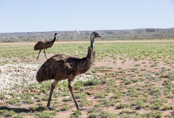 Emus in a field near Exmouth © Tourism Western Australia