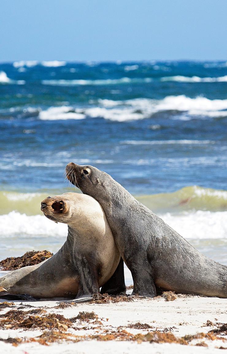 Two sea lions on the beach at Seal Bay Conservation Park in Kangaroo Island © Exceptional Kangaroo Island